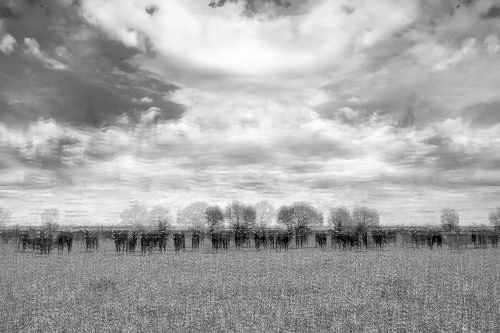 #taureaux #Camargue
